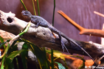 Lizard DSC_1355