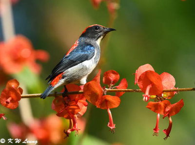Scarlet-backed Flowerpecker DSC_5351