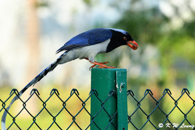 Blue Magpie DSC_5681