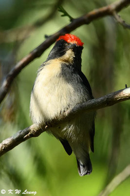 Scarlet-backed Flowerpecker DSC_4515
