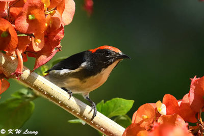 Scarlet-backed Flowerpecker DSC_5248