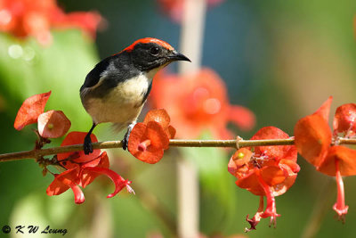 Scarlet-backed Flowerpecker DSC_5325