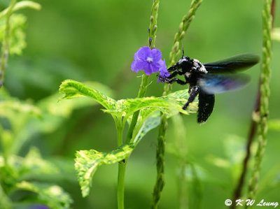 Xylocopa tenuiscapa DSC_4113