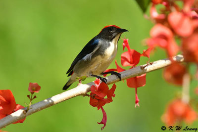 Scarlet-backed Flowerpecker DSC_5220