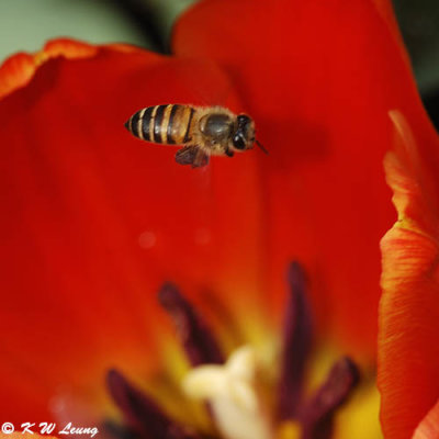Honeybee inside tulip DSC_4624