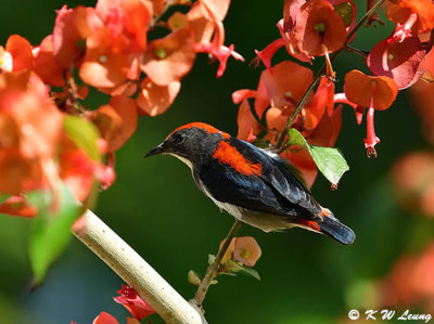 Scarlet-backed Flowerpecker DSC_5244