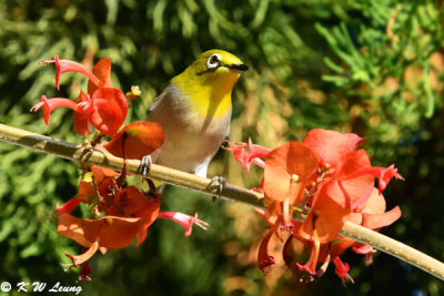 Japanese White-eye DSC_5392