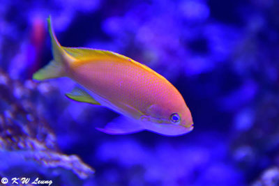 Fish DSC_1595