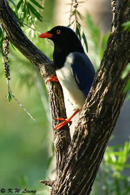 Blue Magpie DSC_5623