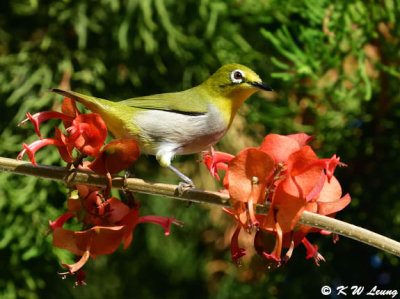 Japanese White-eye DSC_5399