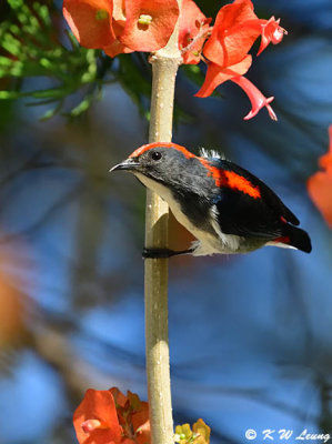 Scarlet-backed Flowerpecker DSC_5296