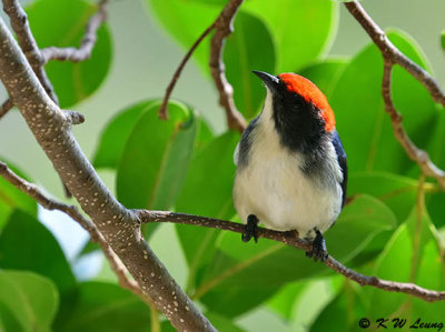 Scarlet-backed Flowerpecker DSC_9975