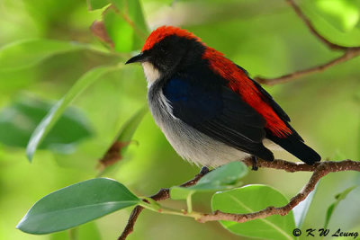 Scarlet-backed Flowerpecker DSC_1055