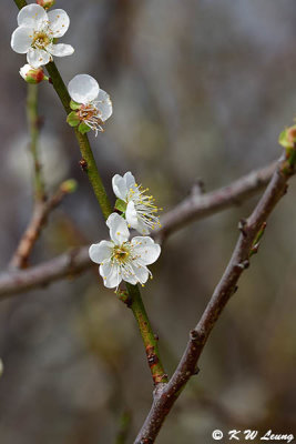 Plum blossom DSC_5741