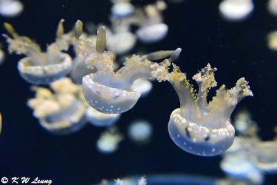 Jellyfish DSC_1423