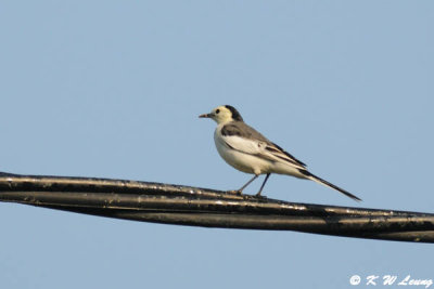 White Wagtail DSC_4083