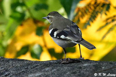 Forest Wagtail DSC_6420
