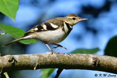 Forest Wagtail (山鶺鴒)
