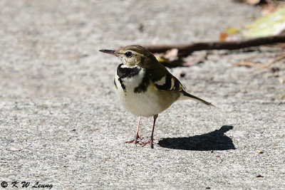 Forest Wagtail DSC_5867