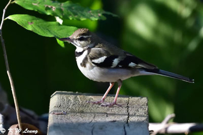 Forest Wagtail DSC_6476