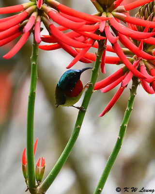 Fork-tailed Sunbird DSC_7051