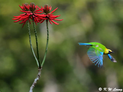 Blue-winged Leafbird (藍翅葉鵯)