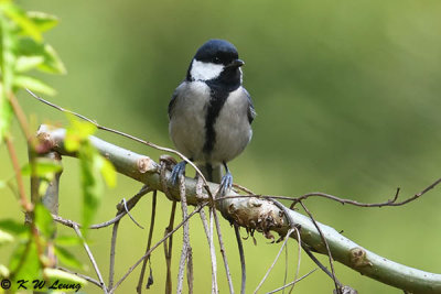 Great Tit DSC_7934