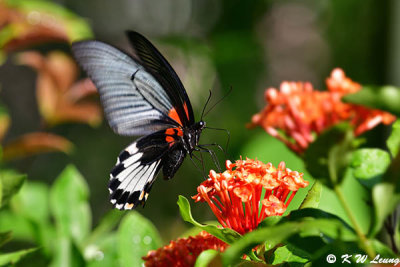 Papilio memnon DSC_8868