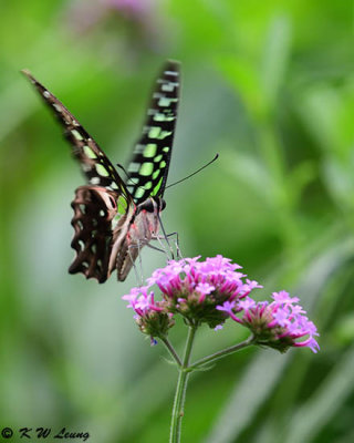 Graphium agamemnon DSC_4921