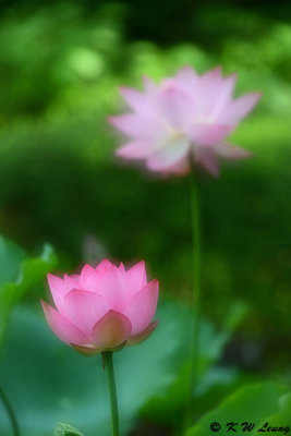 Lotus DSC_6529