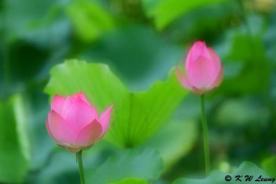 Lotus DSC_6531