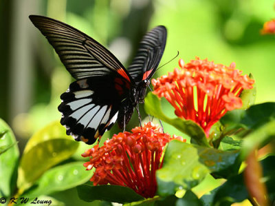 Papilio memnon DSC_8956