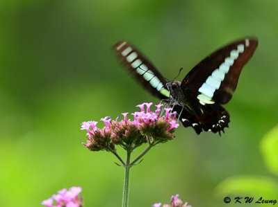 Graphium sarpedon DSC_4792