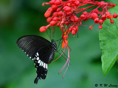 Papilio polytes DSC_8551