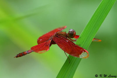 Neurothemis fulvia DSC_8646