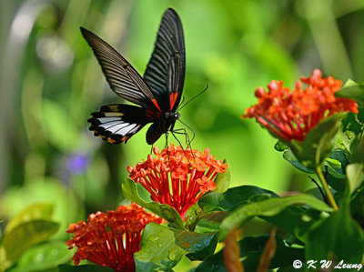 Papilio memnon DSC_8969