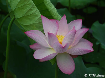 Lotus DSC_7168