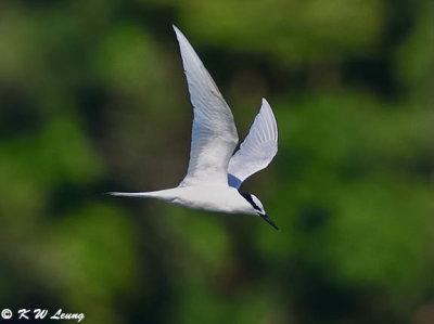 Black-naped Tern DSC_9221