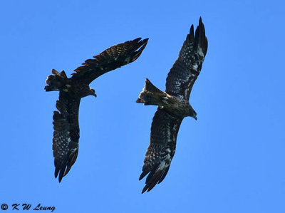 Black Kites DSC_8846