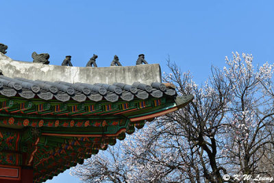Gyeongbokgung DSC_2730