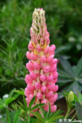 Lupins DSC_3332