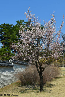 Gyeongbokgung DSC_2742