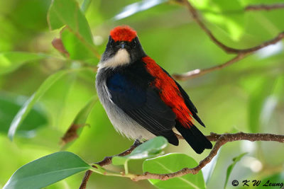 Scarlet-backed Flowerpecker DSC_1103