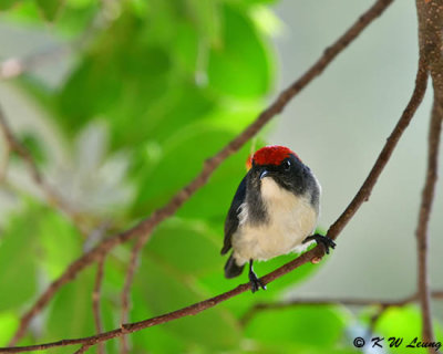 Scarlet-backed Flowerpecker DSC_9944
