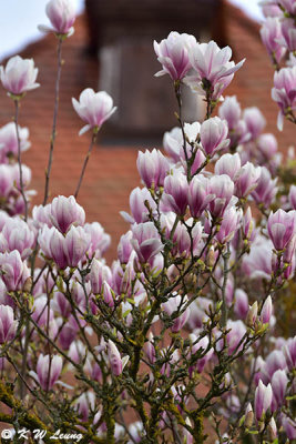 Magnolia DSC_1107