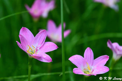 Zephyranthes grandiflora DSC_9540