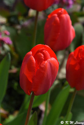 Tulips DSC_1466