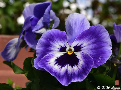 Pansy DSC_1463