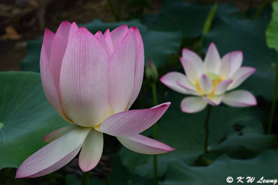 Lotus DSC_4465