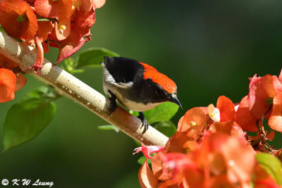 Scarlet-backed Flowerpecker (朱背啄花鳥)